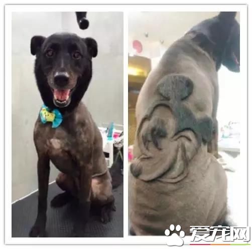 台湾的这家宠物美容院上了国外新闻，只因有这么个任性的老板
