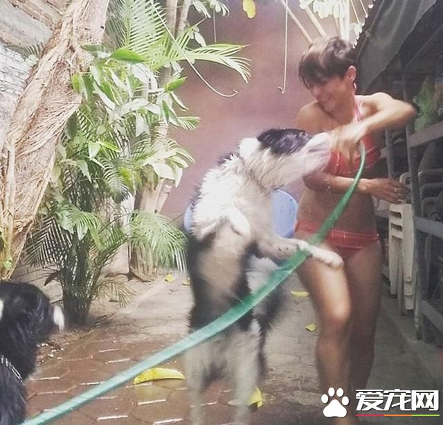 宠物洗澡，真是又尬又萌