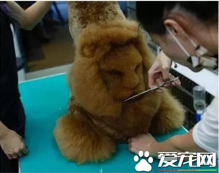 台湾的这家宠物美容院上了国外新闻，只因有这么个任性的老板