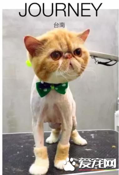 台湾的这家宠物美容院上了国外新闻，只因有这么个任性的老板