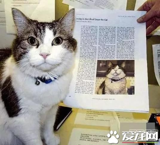 宠物新闻大综述 PO！昌平被打金毛贝贝最新情况 。。。