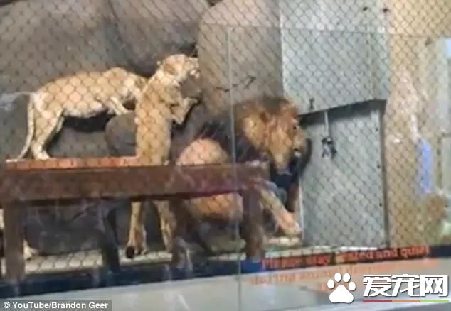 宠物新闻大综述 PO！昌平被打金毛贝贝最新情况 。。。