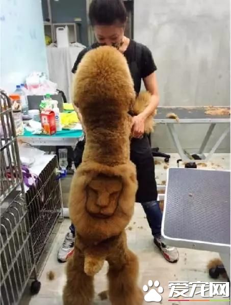 台湾的这家宠物美容院上了国外新闻，只因有这么个任性的老板