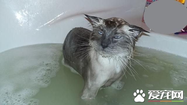 宠物洗澡，真是又尬又萌