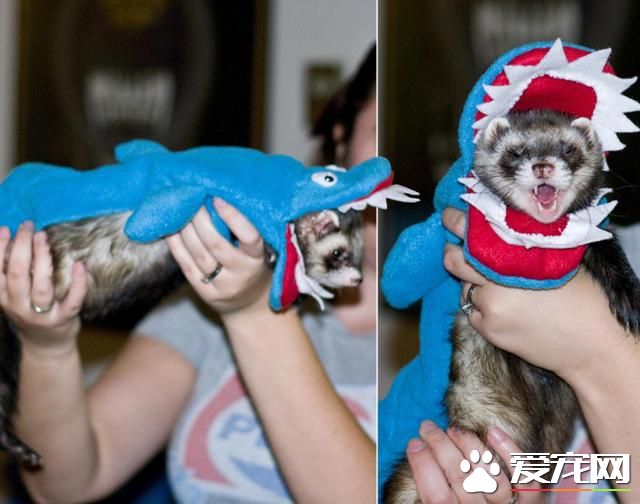 宠物换装扮鲨鱼 电视上露脸又呆又萌(高清组图)- 新闻