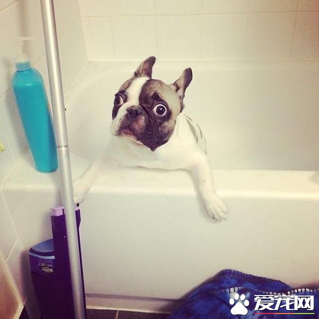 宠物洗澡，真是又尬又萌
