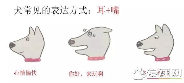 你不知道的事——宠物肢体语言