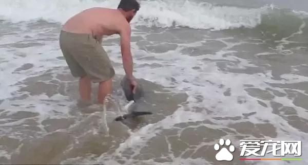 宠物新闻大综述 PO！昌平被打金毛贝贝最新情况 。。。