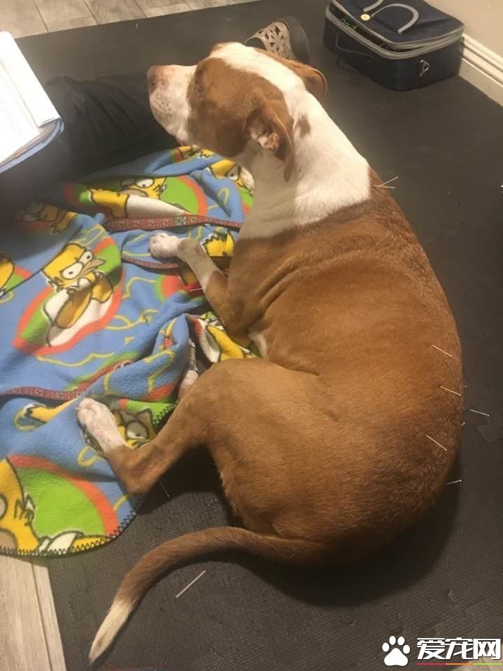 这里有多少宠物保险费 以及它到底有哪些作用