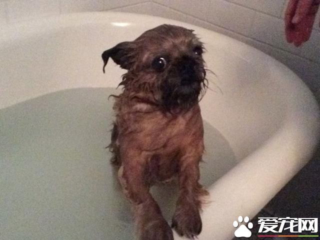 宠物洗澡，真是又尬又萌
