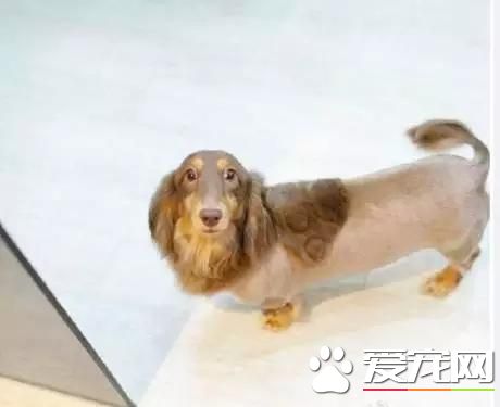 台湾的这家宠物美容院上了国外新闻，只因有这么个任性的老板