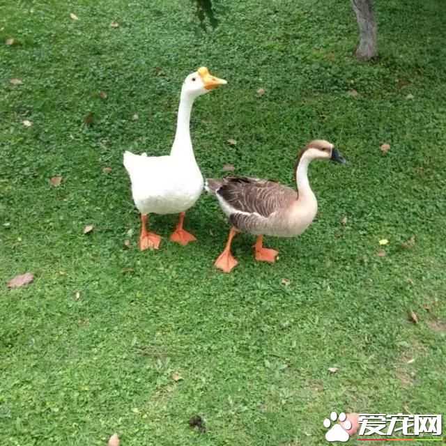 养宠物鹅是一种怎样的体验？