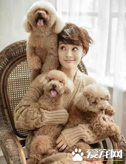 孙俪和赵丽颖的宠物 都比不上他的宠物
