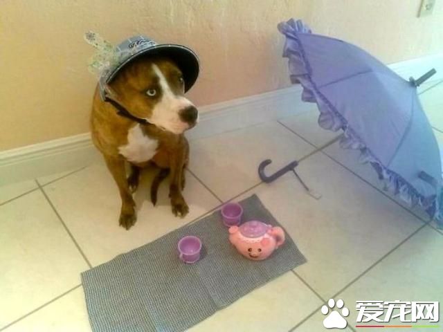 千万别让孩子和宠物待在一起！