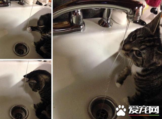 宠物洗澡，真是又尬又萌