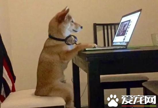 宠物新闻大综述 PO！昌平被打金毛贝贝最新情况 。。。