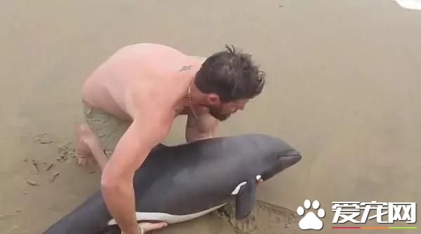 宠物新闻大综述 PO！昌平被打金毛贝贝最新情况 。。。