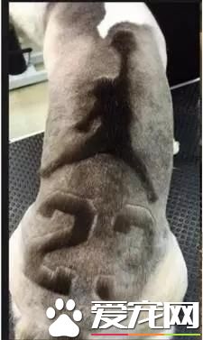 台湾的这家宠物美容院上了国外新闻，只因有这么个任性的老板