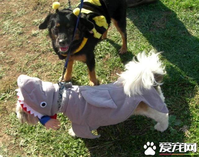 宠物换装扮鲨鱼 电视上露脸又呆又萌(高清组图)- 新闻