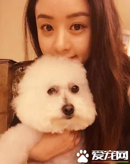 孙俪和赵丽颖的宠物 都比不上他的宠物