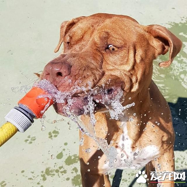 宠物洗澡，真是又尬又萌