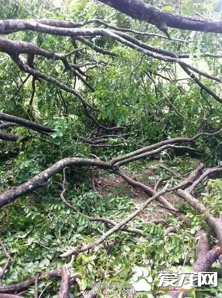 宠物新闻大综述 PO！昌平被打金毛贝贝最新情况 。。。