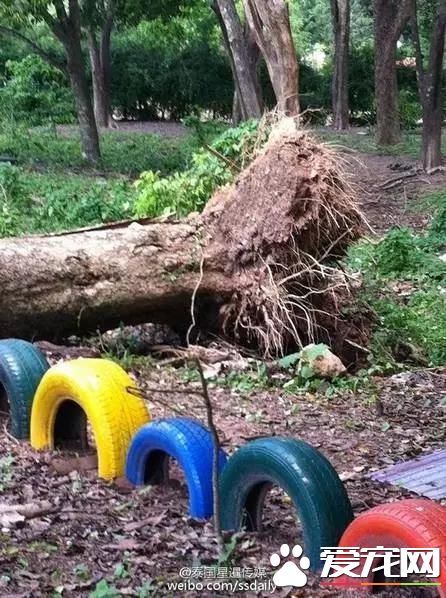 宠物新闻大综述 PO！昌平被打金毛贝贝最新情况 。。。