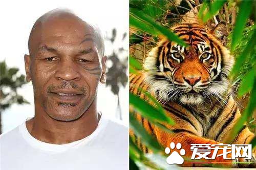 孙俪和赵丽颖的宠物 都比不上他的宠物