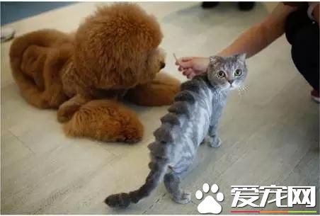 台湾的这家宠物美容院上了国外新闻，只因有这么个任性的老板