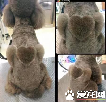 台湾的这家宠物美容院上了国外新闻，只因有这么个任性的老板