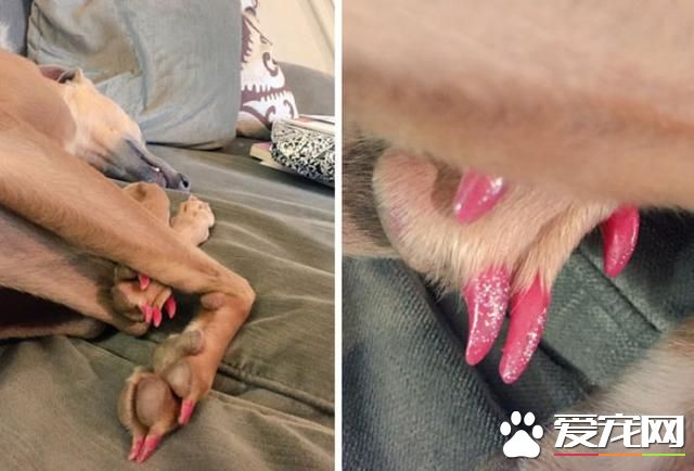 千万别让孩子和宠物待在一起！