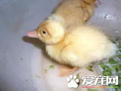 养宠物鹅是一种怎样的体验？