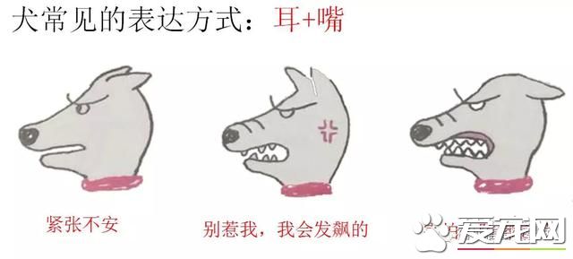 你不知道的事——宠物肢体语言