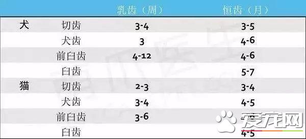 5年不给宠物刷牙会发生什么？