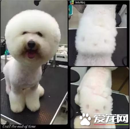 台湾的这家宠物美容院上了国外新闻，只因有这么个任性的老板