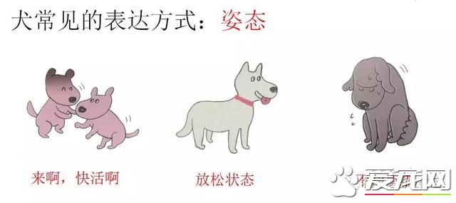 你不知道的事——宠物肢体语言