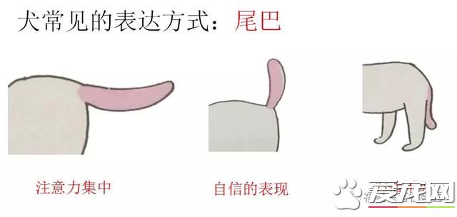 你不知道的事——宠物肢体语言