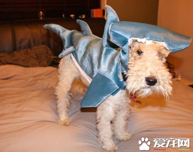 宠物换装扮鲨鱼 电视上露脸又呆又萌(高清组图)- 新闻