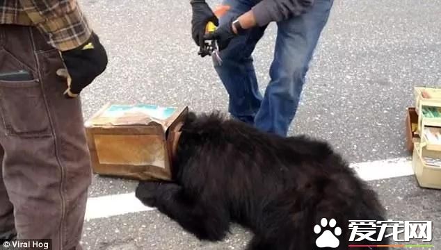 宠物新闻大综述 PO！昌平被打金毛贝贝最新情况 。。。