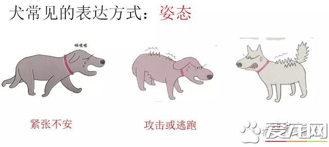 你不知道的事——宠物肢体语言