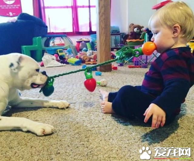 千万别让孩子和宠物待在一起！