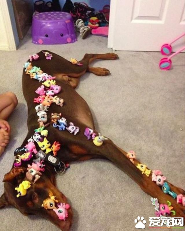 千万别让孩子和宠物待在一起！