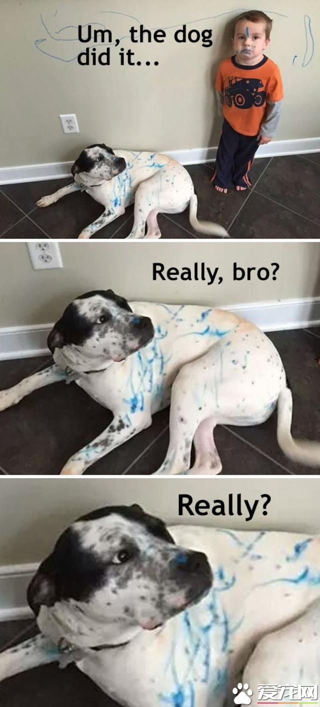 千万别让孩子和宠物待在一起！