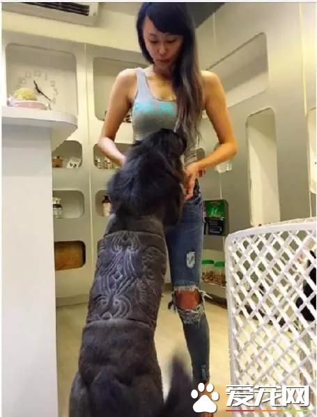 台湾的这家宠物美容院上了国外新闻，只因有这么个任性的老板