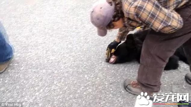 宠物新闻大综述 PO！昌平被打金毛贝贝最新情况 。。。