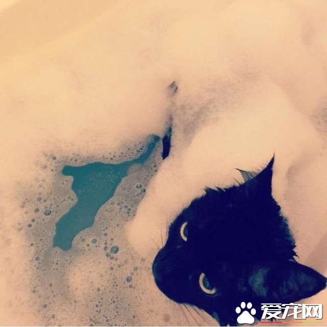 宠物洗澡，真是又尬又萌