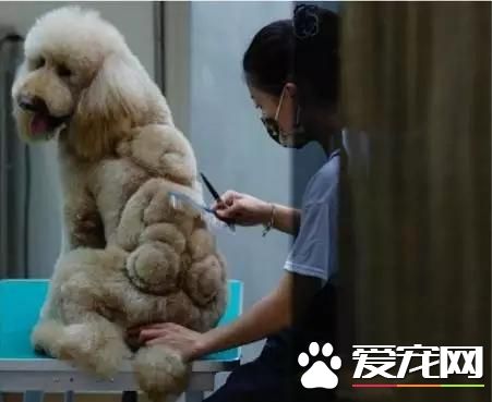 台湾的这家宠物美容院上了国外新闻，只因有这么个任性的老板