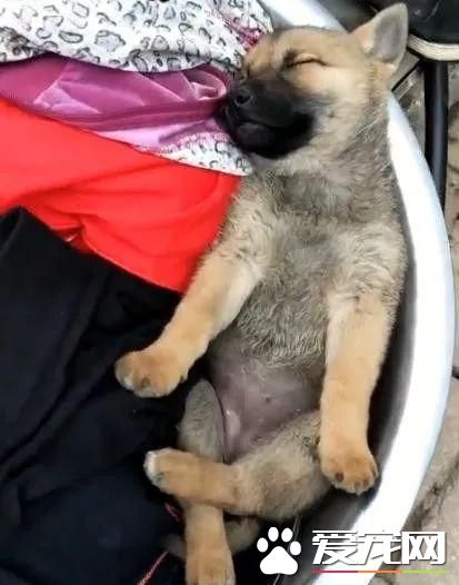 主人洗衣服小狗躺进去避暑，盘着腿睡的肆无忌惮，网友：一起洗了