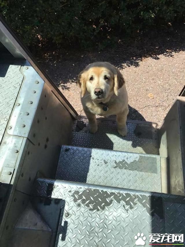 当快递员遇上宠物狗