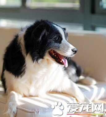 怎样预防宠物狗消化不良？